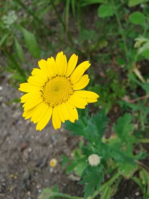 Corn Marigold - Glebionis segetum, click for a larger image