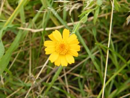 Corn Marigold - Glebionis segetum, species information page