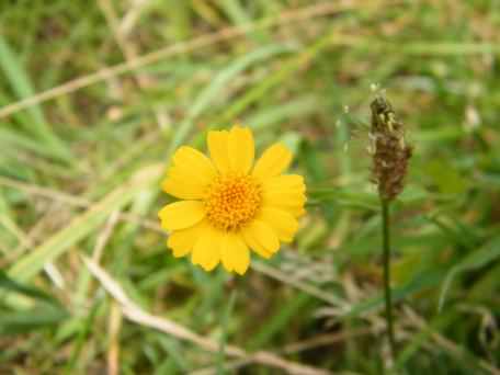 Corn Marigold - Glebionis segetum, click for a larger image