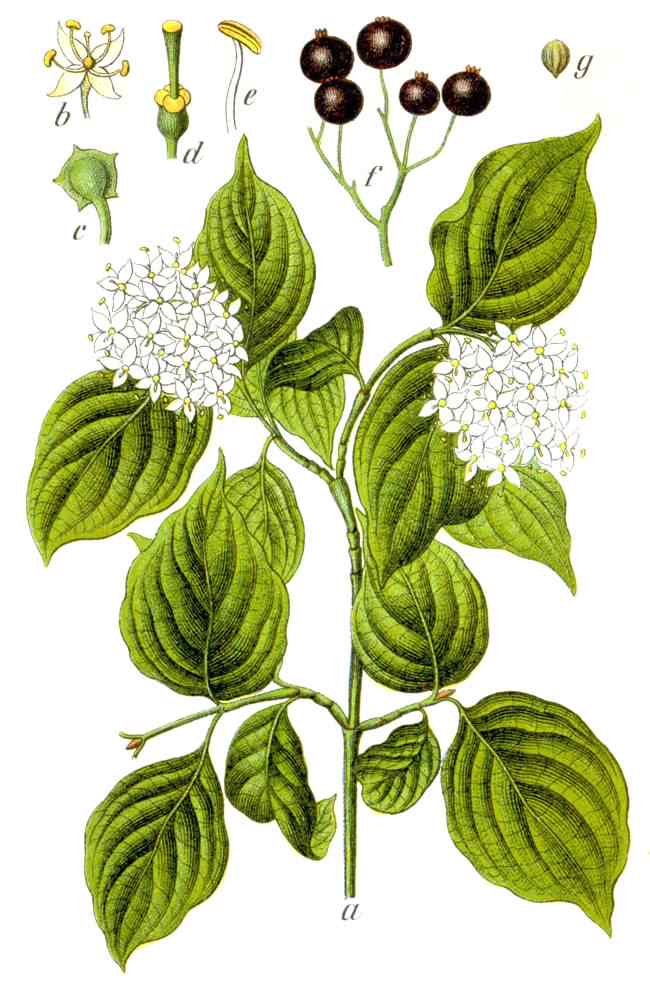 Dogwood - Cornus sanguinea, click for a larger image, licensed for reuse picture 1753 Jacob Sturm