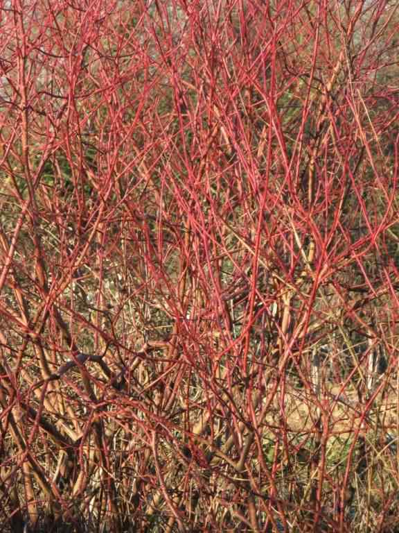 Dogwood - Cornus sanguinea, photo licensed for reuse CCASA3.0