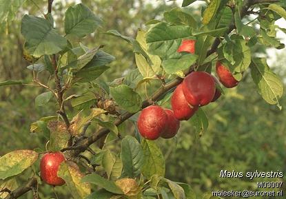 Crab Apple - Malus sylvestris, click for a larger image