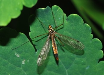Spotted Crane fly - Nephrotoma appendiculata, photo licensed for reuse CCASA3.0