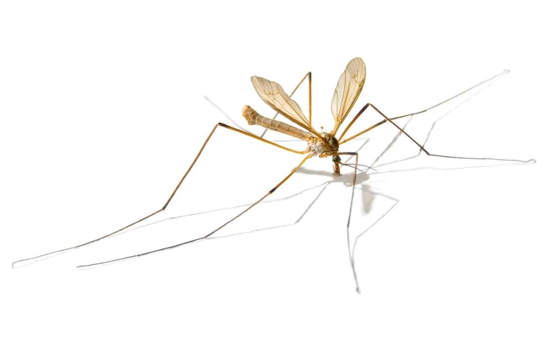 Common European Crane Fly - Tipula paludosa, species information page, photo licensed for reuse CCASA3.0