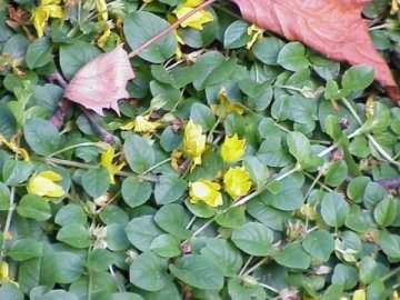 Creeping Jenny - Lysimachia nummularia, click for a larger image, photo licensed for reuse CCASA3.0