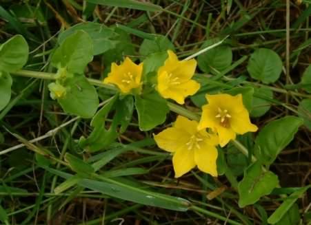 Creeping Jenny - Lysimachia nummularia, click for a larger image, photo licensed for reuse CCASA3.0