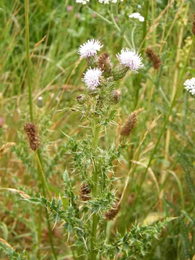 Creeping Thistle - Cirsium arvense, click for a larger image
