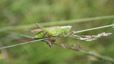 Long-winged Conehead - Conocephalus discolor, species information page, photo licensed for reuse CCA2.0
