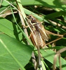 Roesel's Bush Cricket - Metrioptera roeselii, species information page