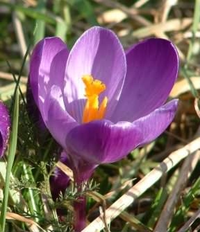 Crocus - Crocus vernus purple flowers, click for a larger image