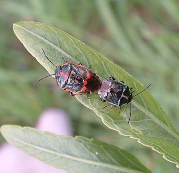 Crucifer Shieldbug - Eurydema oleracea, click for a larger image