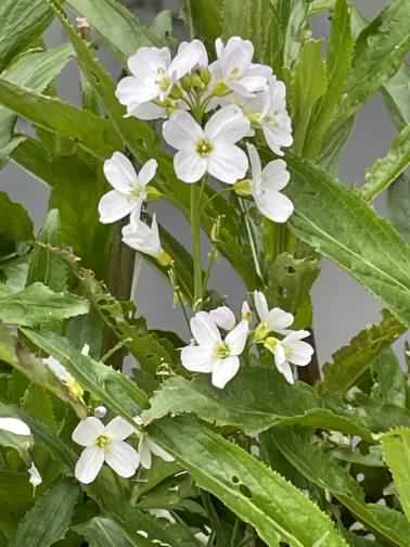 Cuckoo Flower - Cardamine pratensis, click for a larger image