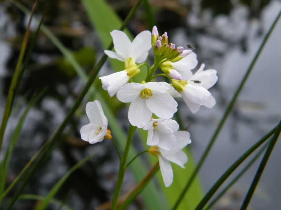 Cuckoo Flower - Cardamine pratensis, click for a larger image