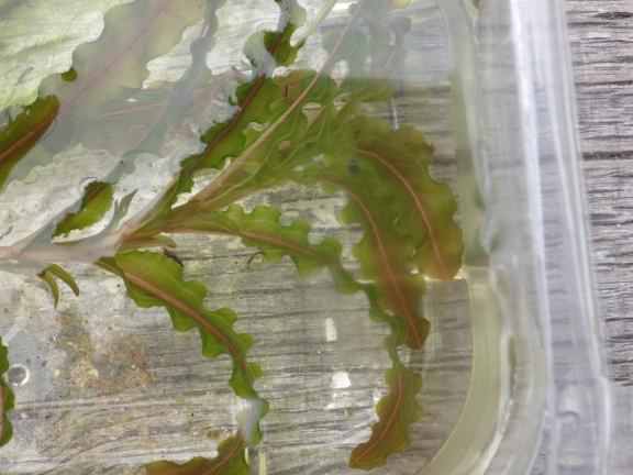 Curly–leaf pondweed - Potamogeton crispus, click for a larger image