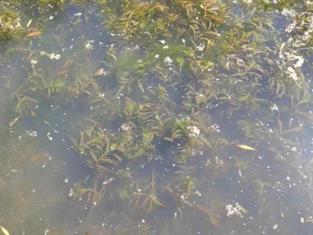 Curly–leaf pondweed - Potamogeton crispus, click for a larger image