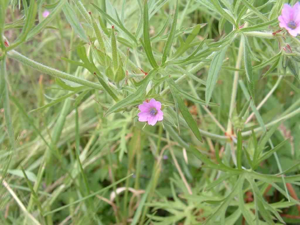 Cut-leaved Cranesbill - Geranium dissectum, click for a larger image