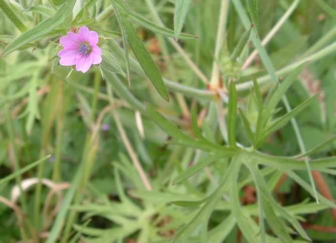 Cut-leaved Cranesbill - Geranium dissectum, click for a larger image