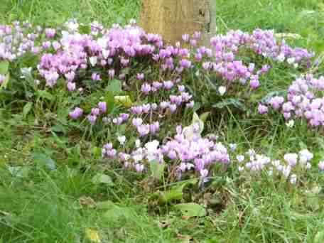 Cyclamen - Cyclamen hederaefolium, click for a larger image