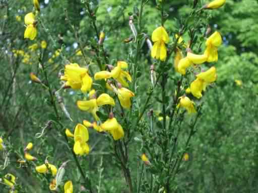 Broom - Cytisus scoparius, click for a larger image, photo licensed for reuse CCASA3.0