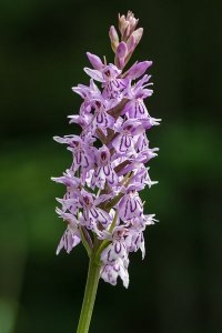 Common Spotted Orchid - Dactylorhiza fuchsii, click for a larger image, photo licensed for reuse CCASA4.0