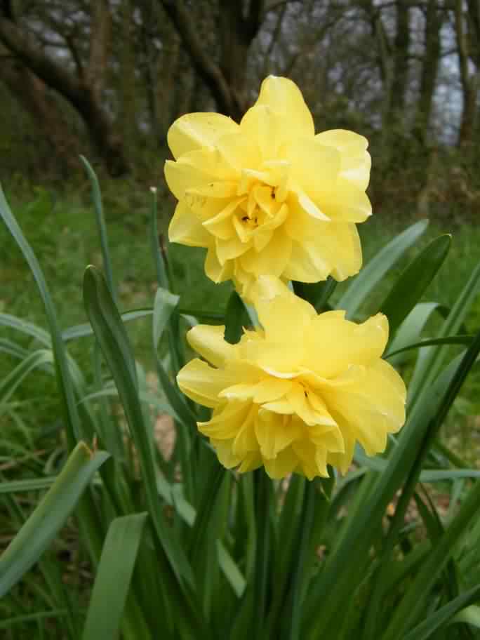 Daffodil - Narcissus pseudonarcissus, var. Golden Ducat, click for a larger image