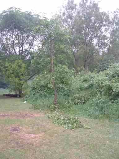 Damaged specimen tree, click for a larger image