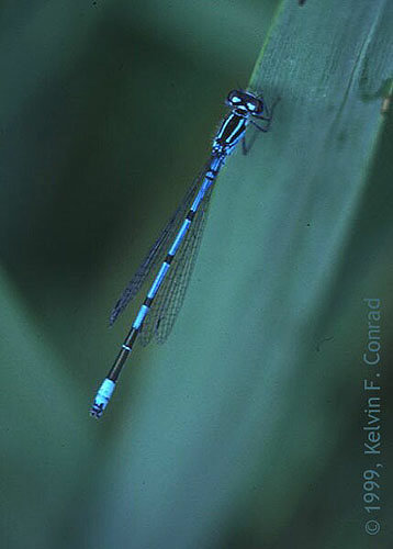 Male Azure Damselfly - Coenagrion puella, click for a larger image