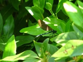 Beautiful Demoiselle - Calopteryx virgo, species information page