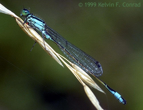 Blue-tailed Damselfly - Ischnura elegans, click for a larger image