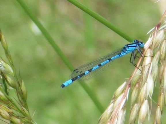 Common Blue Damselfly - Enellagma cyathigerum, species information page