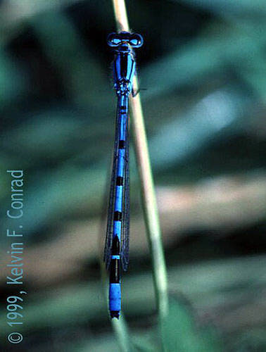 Common Blue Damselfly - Enellagma cyathigerum, species information page