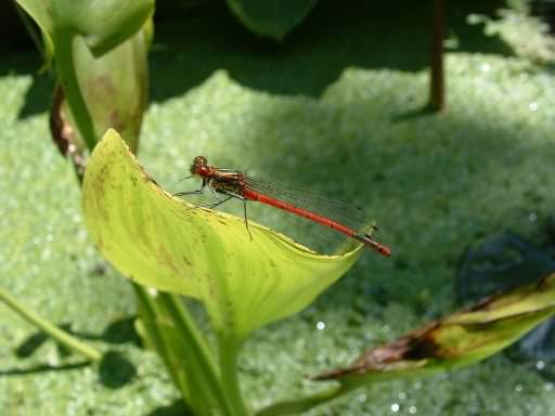Red Damselfly - Pyrrhosoma nymphula, species information page