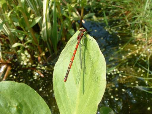 Red Damselfly - Pyrrhosoma nymphula, click for a larger image