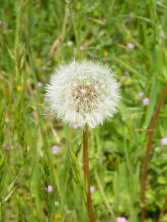 Dandelion - Taraxacum officinale seed head or Clock