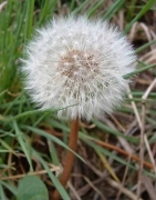 Dandelion - Taraxacum officinal, click for a larger image