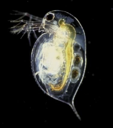 Water Flea - Daphnia Pulex, click for a larger photo, photo licensed for reuse CCA2.5