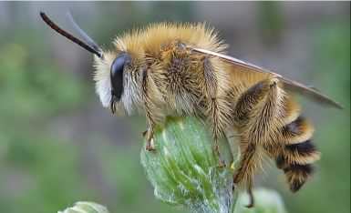 Hairy legged Mining Bee - Dasypoda hirtipes (altercator), click for a larger image CCASA3.0