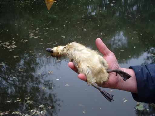 One of three dead goslings recovered, click for a larger image