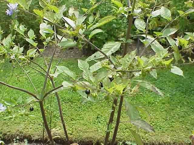 Deadly Nightshade - Atropa belladonna, species information page