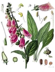 Common Foxglove - Digitalis purpurea, click for a larger image, image licensed for reuse ©1897 Franz Eugen Köhler