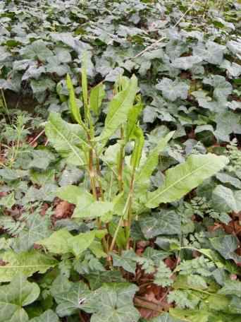 Broad Leaved Dock - Rumex obtusifolius, click for a larger image