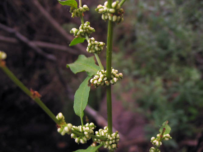 Clustered Dock - Rumex conglomeratus, photo licensed for reuse photo ©2006 NPS