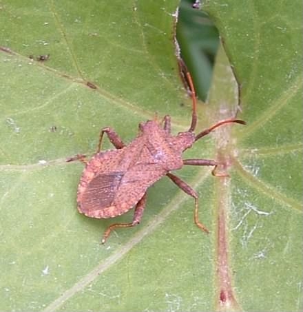 Dock Leaf shieldbug - Coreus Marginatus, species information page