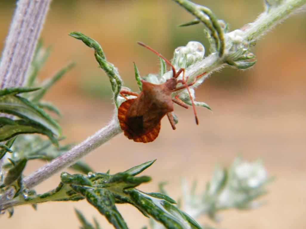 Dock Leaf Bug - Coreus marginatus, click for a larger image