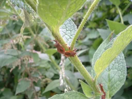 Dock Leaf Bug - Coreus Marginatus, click for a larger image