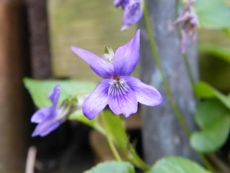 Dog Violet - Viola riviniana, click for a larger image, photo licensed for reuse