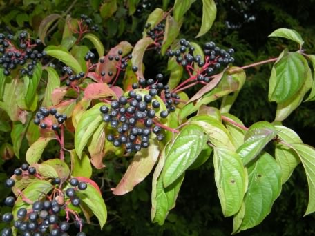 Dogwood - Cornus alternifolia, click for a larger image