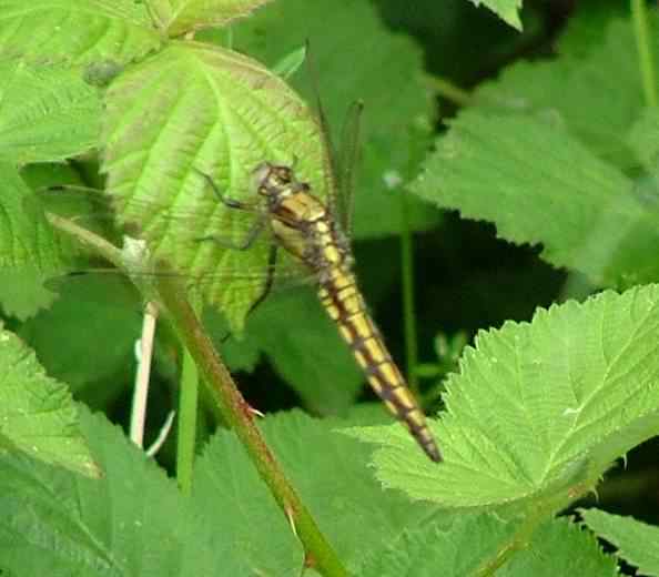 Black Tailed Skimmer - Orthetrum cancellatum, click for a larger image