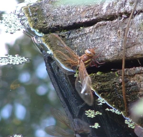 Brown Hawker - Aeshna grandis, species information page