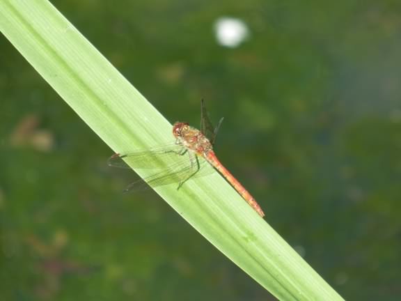 Common Darter - Sympetrum striolatum, click for a larger image